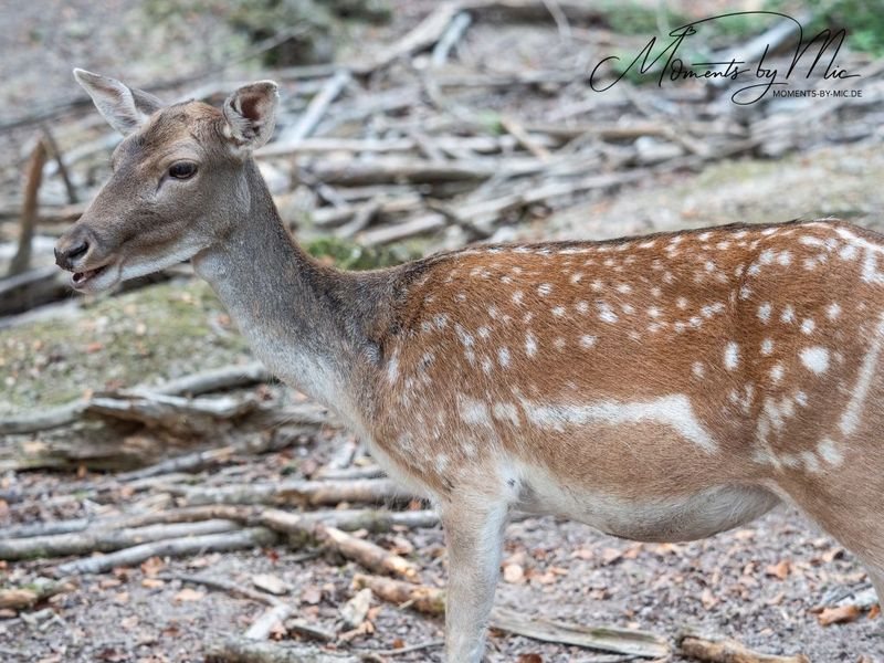 Damwild im Wildgehege Waldshut
