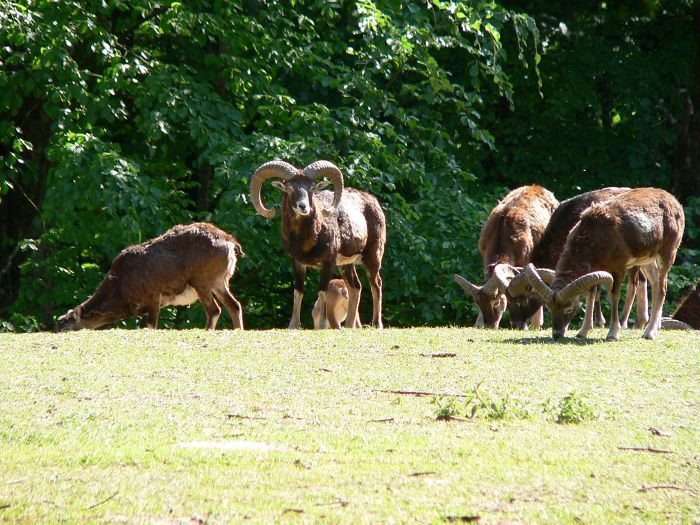 Muffelwild im Wildgehege Waldshut