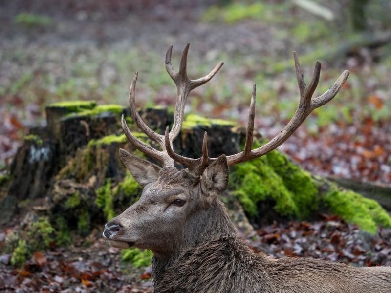 Rotwild im Wildgehege Waldshut
