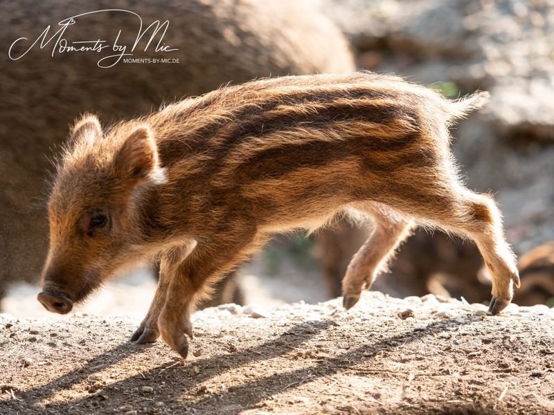 Schwarzwild im Wildgehege Waldshut