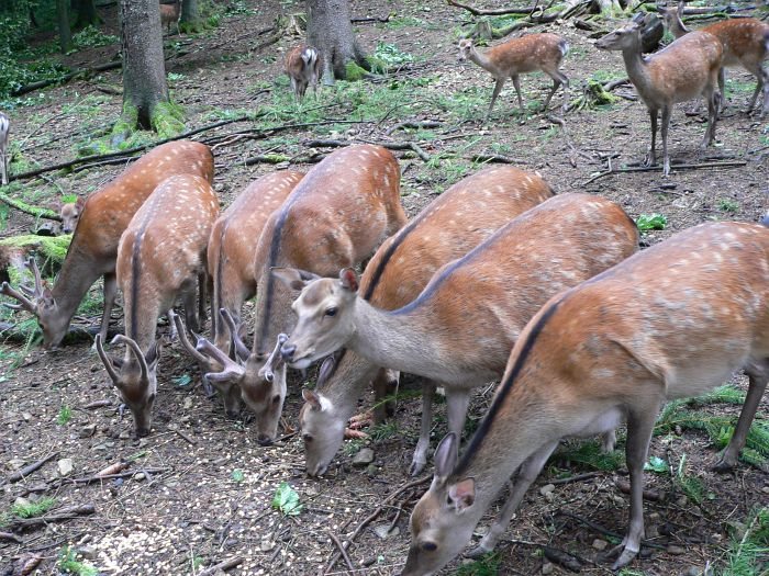 Sikawild im Wildgehege Waldshut
