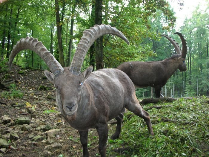 Steinwild im Wildgehege Waldshut