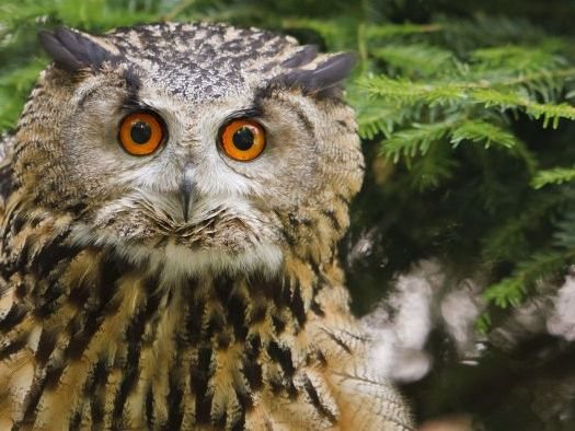 Uhu im Wildgehege Waldshut